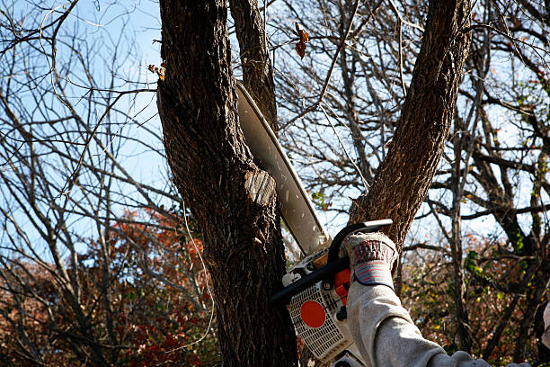 Best Tree Disease Treatment  in Hatch, NM